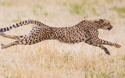 Digital Marketing for B2B Tech: Quick Wins for Fast Results